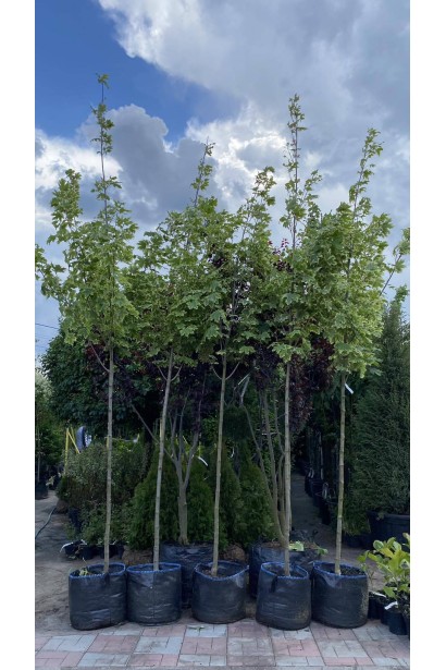 Клен гостролистий Друмонді - 55л/вис.320-350см/Ø40-60см/ШТАМБ 140-160см/обхват 8-10см